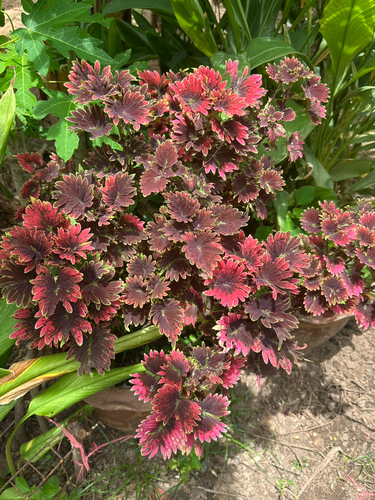 Coleus