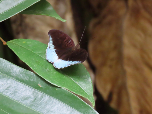 Tanaecia iapis