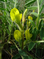 Astragalus buchtormensis