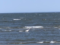 Ardea alba