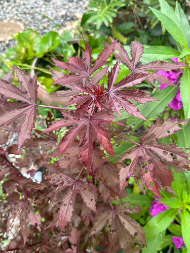 cranberry hibiscus