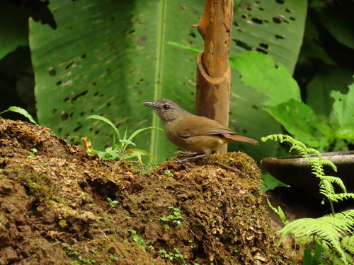 Malacocincla sepiaria observed 2026-08-14