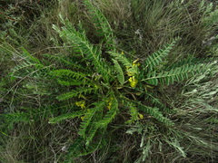 Astragalus buchtormensis