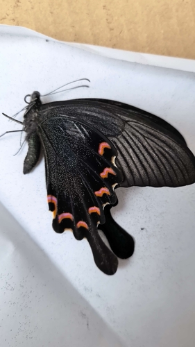 Chinese Peacock Swallowtail