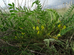 Astragalus buchtormensis