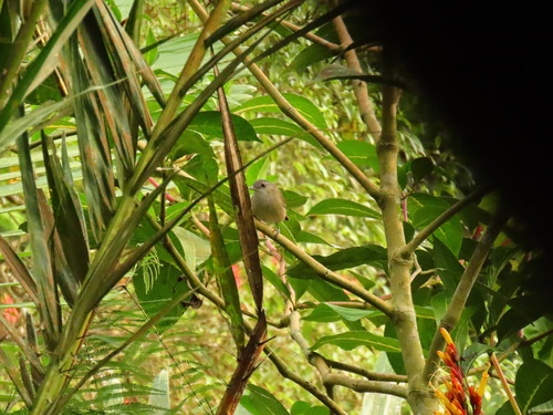 Malacocincla sepiaria observed 2026-08-14