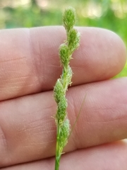 Carex tribuloides tribuloides