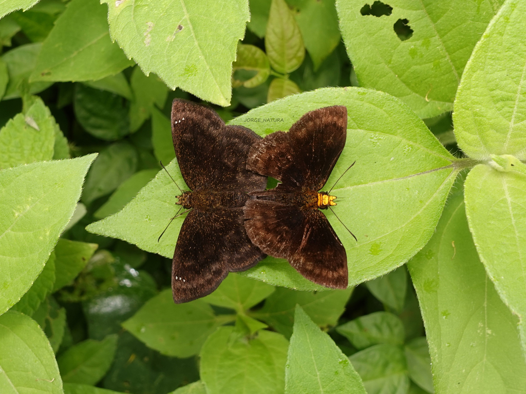 Golden-snouted Sootywing