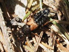 Platydracus chalcocephalus