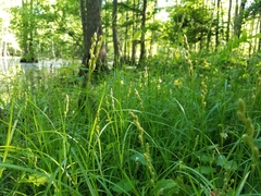 Carex tribuloides tribuloides