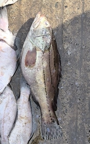 Epinephelus latifasciatus observed 2026-08-16