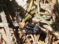 Platydracus chalcocephalus