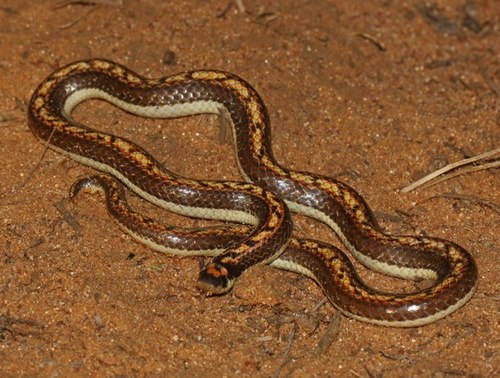 Photo of a Two-striped Shovel-snout (Prosymna bivittata)
