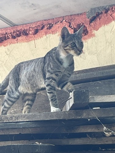 Domestic Cat