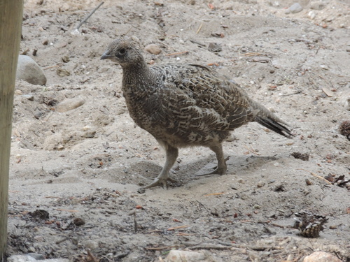 iNaturalist observation photo of Sooty Grouse