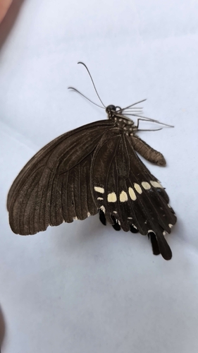 Common Mormon Swallowtail
