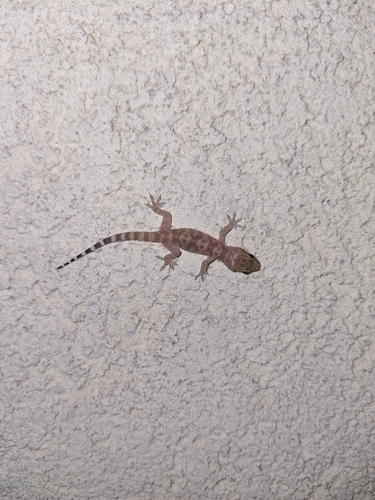 Mediterranean House Gecko