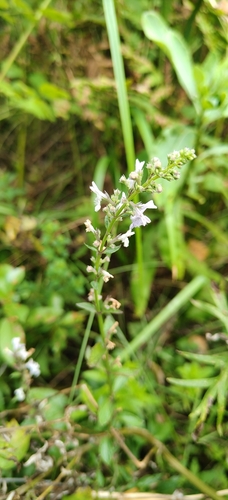 Naked catmint