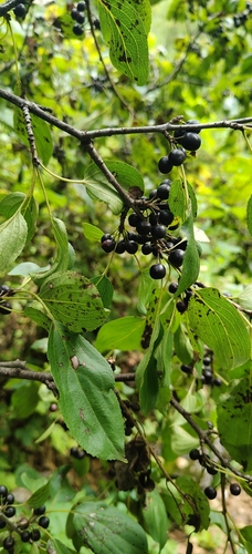 common buckthorn