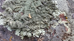 Xanthoparmelia mexicana