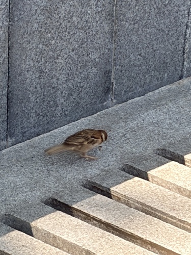 Eurasian Tree Sparrow