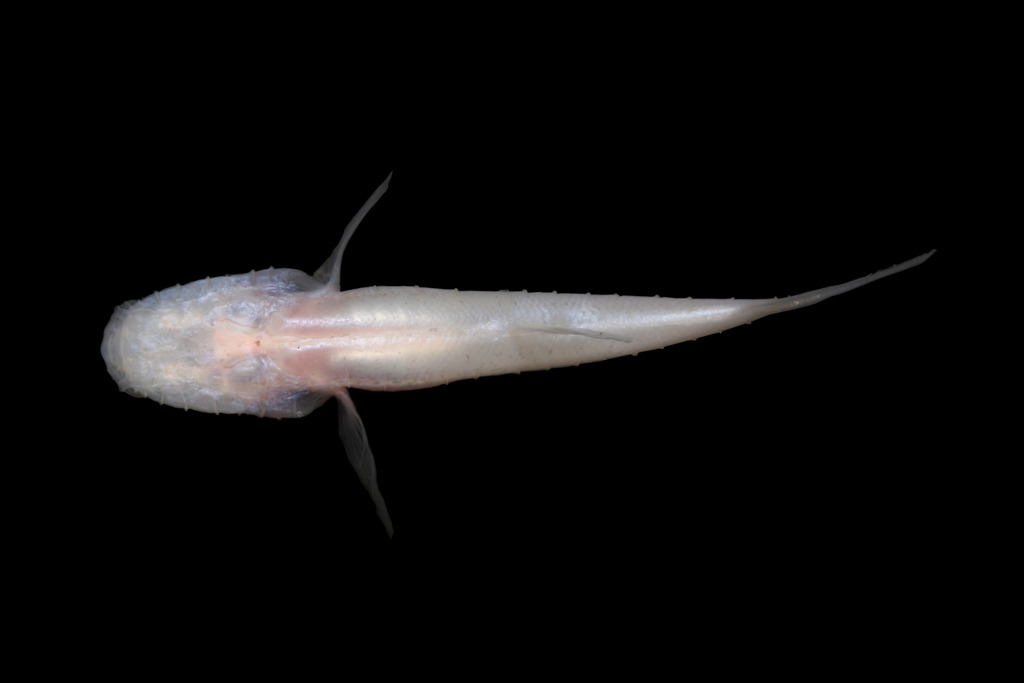 Southern Cavefish
