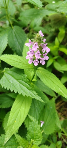 Marsh Woundwort