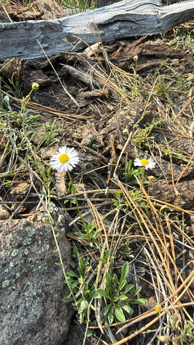 Erigeron flagellaris observed 2026-08-07