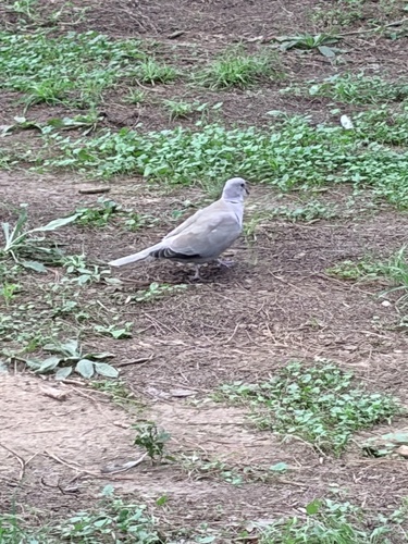 Eurasian Collared-Dove
