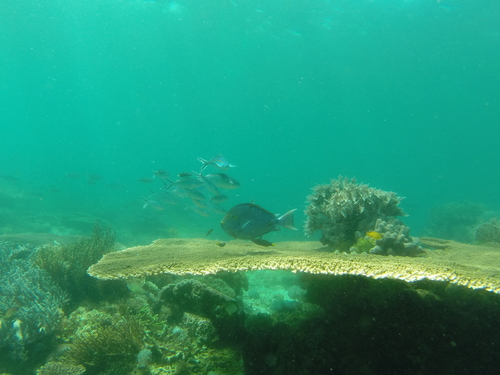 Table Coral