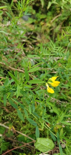meadow pea