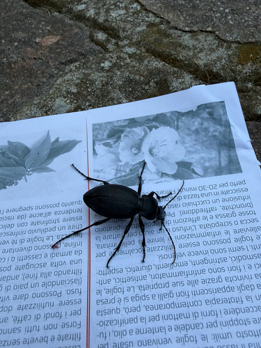 Leather Beetle