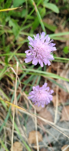 Field Scabious