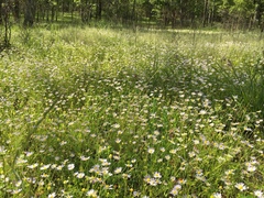 Astranthium ciliatum