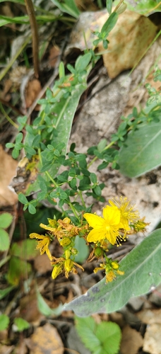 Common St. John's Wort