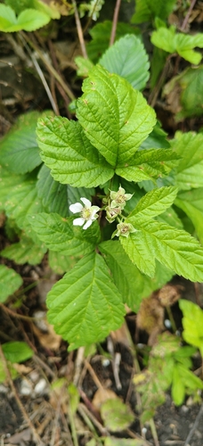 European dewberry