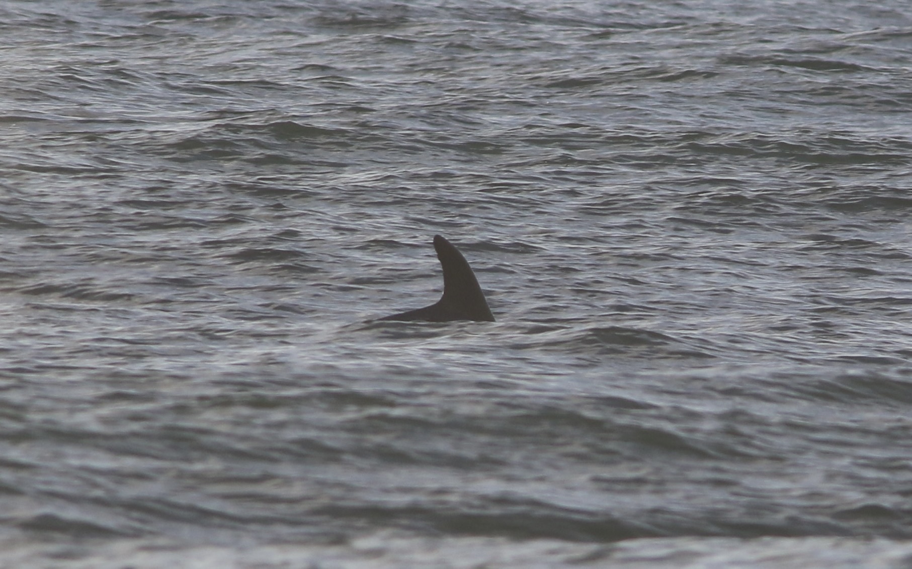 Tursiops truncatus