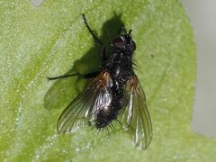 Rhinomorinia sarcophagina