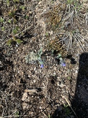 Mertensia oblongifolia