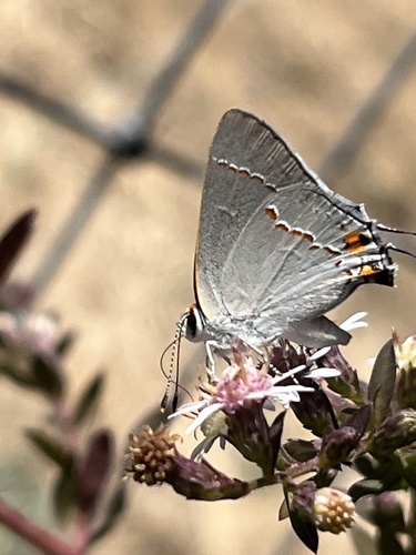 Gray Hairstreak seen in Sonoma Valley