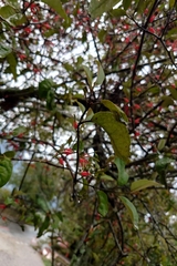 Taxillus liquidambaricola, photograph 如此甚好, CC BY, iNaturalist via GBIF