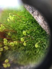 Ptychostomum imbricatulum