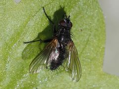 Rhinomorinia sarcophagina