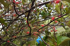Taxillus liquidambaricola, photograph 如此甚好, CC BY, iNaturalist via GBIF