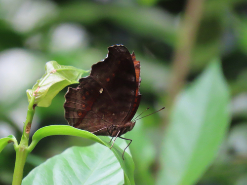 Junonia hedonia