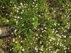 Astranthium ciliatum