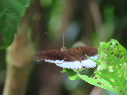 Tanaecia iapis