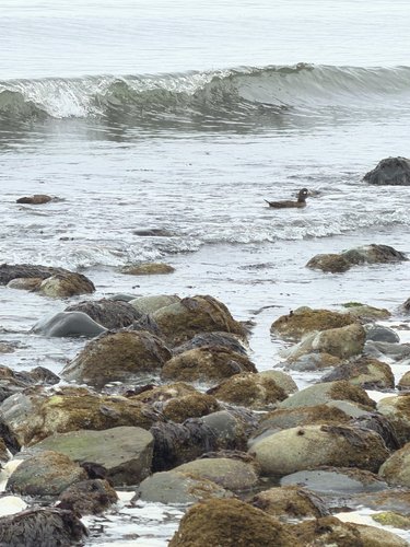 Harlequin Duck