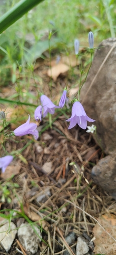 Common Harebell