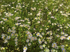 Astranthium ciliatum